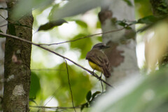 Myiozetetes granadensis