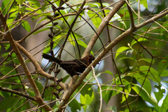 Ramphocelus carbo