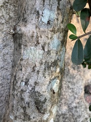 Pyracantha