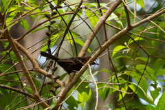 Ramphocelus carbo