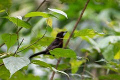 Ramphocelus carbo