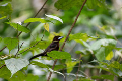 Ramphocelus carbo