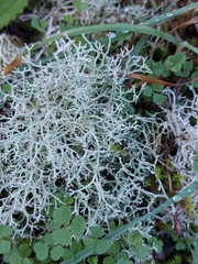 Cladonia rangiformis