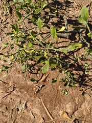 Phoradendron leucarpum