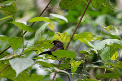 Ramphocelus carbo