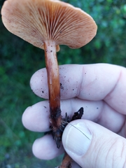 Agaricomycetidae