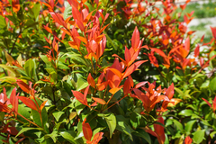 Syzygium myrtifolium