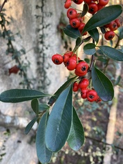 Pyracantha