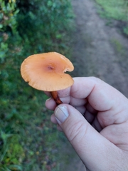 Agaricomycetidae