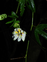 Passiflora