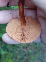Agaricomycetidae