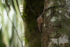 Dendrocolaptes certhia