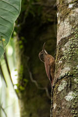 Dendrocolaptes certhia