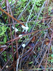 Marasmius capillaris
