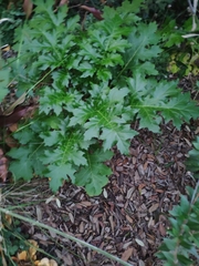 Acanthus mollis