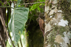 Dendrocolaptes certhia