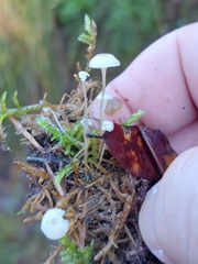 Marasmius capillaris