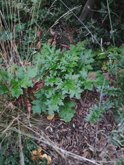 Acanthus mollis
