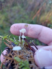 Marasmius capillaris
