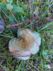 Lactarius sanguifluus