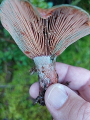 Lactarius sanguifluus