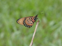 Acraea natalica