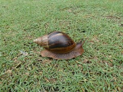 Lissachatina immaculata