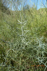 Asparagus horridus