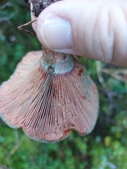 Lactarius sanguifluus