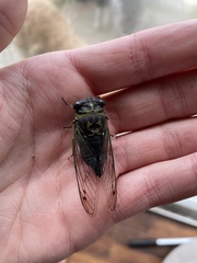 Neotibicen canicularis