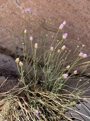 Erigeron utahensis