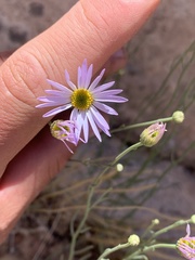 Erigeron utahensis
