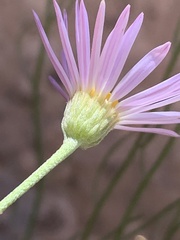 Erigeron utahensis