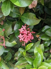 Zonamegilla