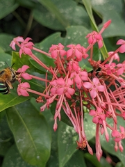 Zonamegilla