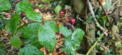 Rubus