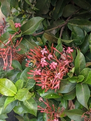 Zonamegilla