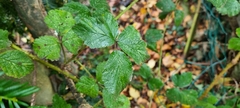 Rubus