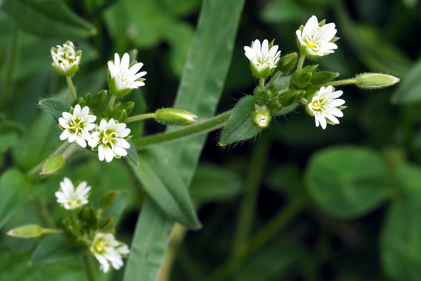 Cerastium fontanum ssp. vulgare