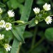 Common Mouse-ear Chickweed - Photo (c) Игорь Щербаков, some rights reserved (CC BY-NC), uploaded by Игорь Щербаков