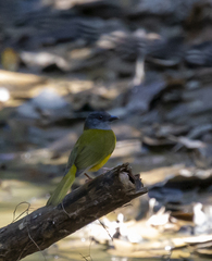 Eucometis penicillata