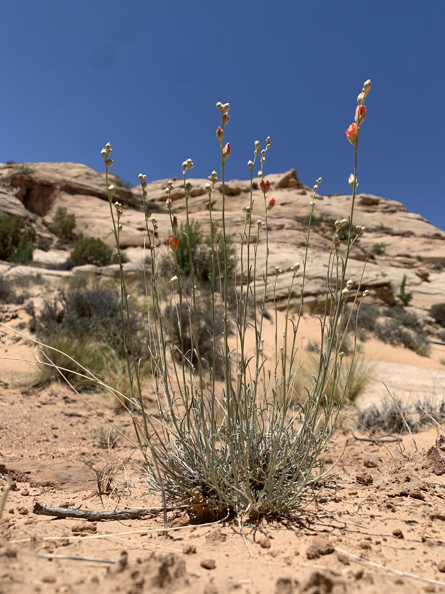 Sphaeralcea leptophylla