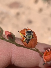 Sphaeralcea janeae