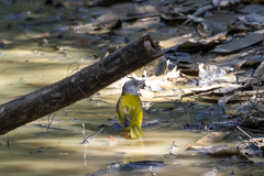Eucometis penicillata