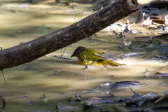 Eucometis penicillata