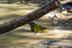 Eucometis penicillata