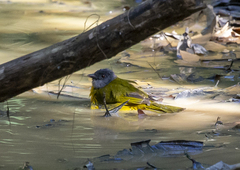 Eucometis penicillata