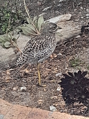 Burhinus capensis