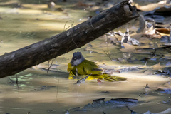 Eucometis penicillata