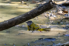 Eucometis penicillata